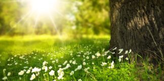 Ile kosztuje zasianie 1 ha trawy?