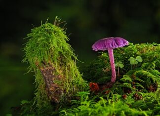 Gdzie można kupić farbę do ubrań?