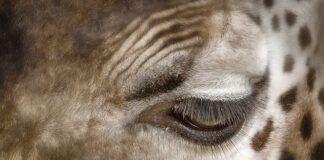 Jak pozbyć się plamy z białej koszulki?