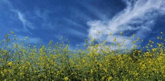 Jaka musztarda do dressingu?