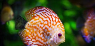 Jak wyczyścić kamienie w akwarium?