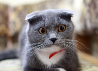 Jak pozbyć się obwisłej skóry na brzuchu po ciąży? Jak pozbyć się obwisłej skóry na brzuchu po ciąży?