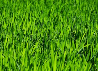 Co warto kupić w Rossmanie pielęgnacja?