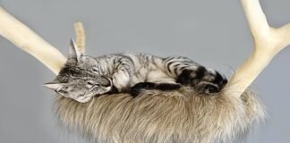 Z czego można zrobić drapak dla kota? Z czego można zrobić drapak dla kota?