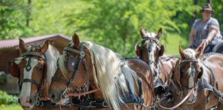 Gdzie najlepiej ustawić klatkę z królikiem?