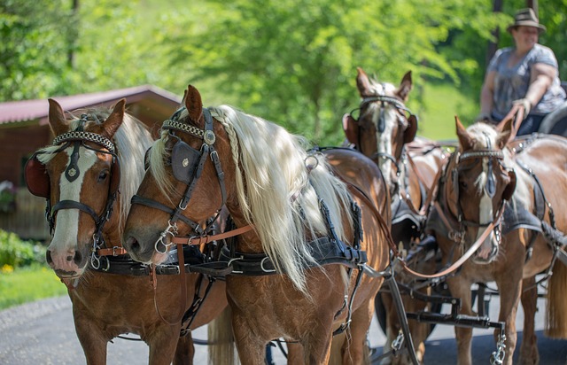 Gdzie najlepiej ustawić klatkę z królikiem? Gdzie najlepiej ustawić klatkę z królikiem?