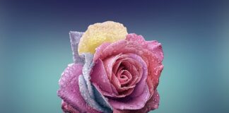 Czy świnka morska może jeść płatki owsiane?