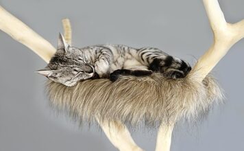 Jaka wykładzina na drapak dla kota?