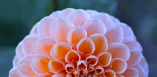 Czy Essence jest w Hebe?