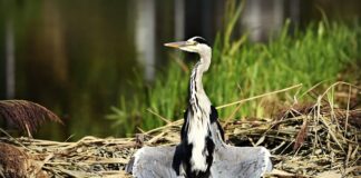 Dlaczego trzeba suszyć włosy przed snem? Dlaczego trzeba suszyć włosy przed snem?