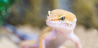 Czy robaki wychodzą z odbytu kota? Czy robaki wychodzą z odbytu kota?