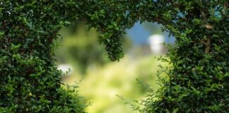 Czym różni się zielona cukinia od żółtej?