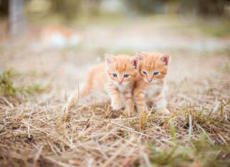 Jak często smarować się balsamem?