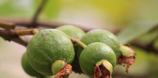 Kiedy dodajemy pektynę do dżemu?