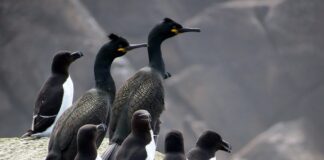 W jakim sklepie można kupić brzytwę?