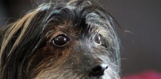 Jak przygotować brodę do golenia?