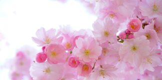 Jakie rośliny do akwarium dla początkujących?