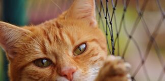 Czy w netto jest erytrytol?