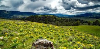 Kiedy używać balsamu? Kiedy używać balsamu?