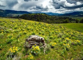 Kiedy używać balsamu?