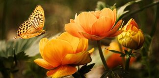 Co daje mycie twarzy miodem?