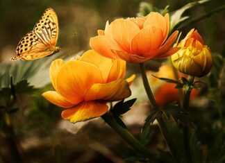 Co daje mycie twarzy miodem? Co daje mycie twarzy miodem?