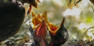 Jak karmić gryzonie? Jak karmić gryzonie?