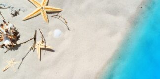 Czym się żywią Małże w akwarium? Czym się żywią Małże w akwarium?