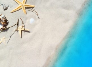 Czym się żywią Małże w akwarium?