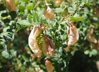 Ile bąbelków CO2 w akwarium 30l?