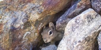 Jak samemu zrobić legowisko dla kota?