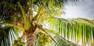 Ile kosztuje jeden kokos?