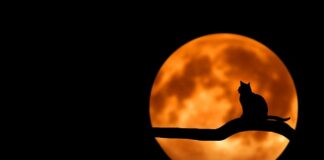 Co oznacza jak kot biega bokiem?