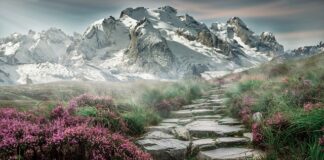 Gdzie znaleźć kamienie do akwarium? Gdzie znaleźć kamienie do akwarium?