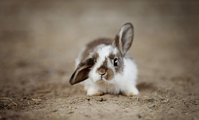 Czy opłaca się trzymać króliki?