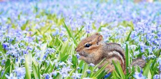 Jakie gryzonie jedzą siano? Jakie gryzonie jedzą siano?