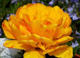 Czym Cieniujemy twarz?