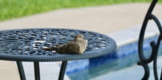 Jak nie zamoczyć włosów na basenie? Jak nie zamoczyć włosów na basenie?