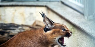 Jak zrobić kryjówkę dla kota? Jak zrobić kryjówkę dla kota?