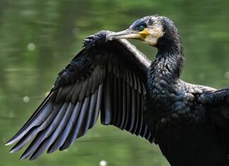 Jak często stosowanie Carbo w akwarium?