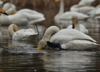 Co zrobić gdy swędzi mnie pochwa?