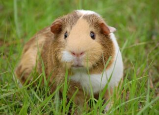 Po czym świnka morska może umrzeć?