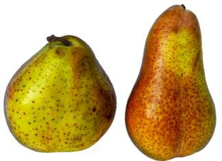 Po co fiszbiny w staniku?