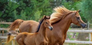 Jak się robi puree z dyni? Jak się robi puree z dyni?