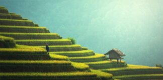 Jak ugotować ryż żeby był smaczny?